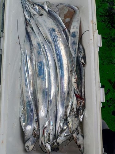 タチウオの釣果