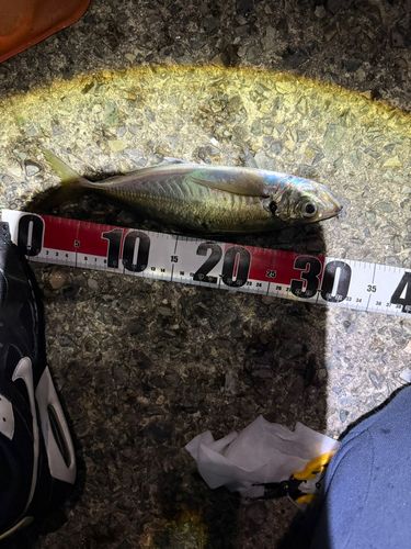 日明海峡釣り公園