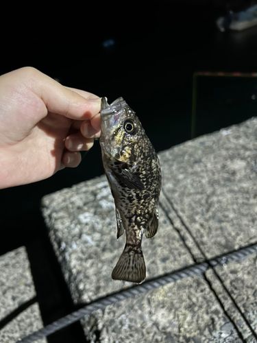 クロソイの釣果