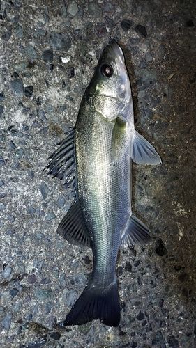 セイゴ（マルスズキ）の釣果