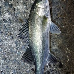 セイゴ（マルスズキ）