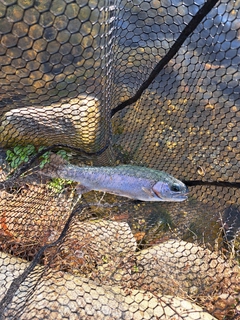 ニジマスの釣果