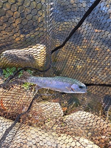 ニジマスの釣果