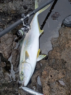 ヒラマサの釣果