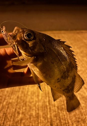 メバルの釣果