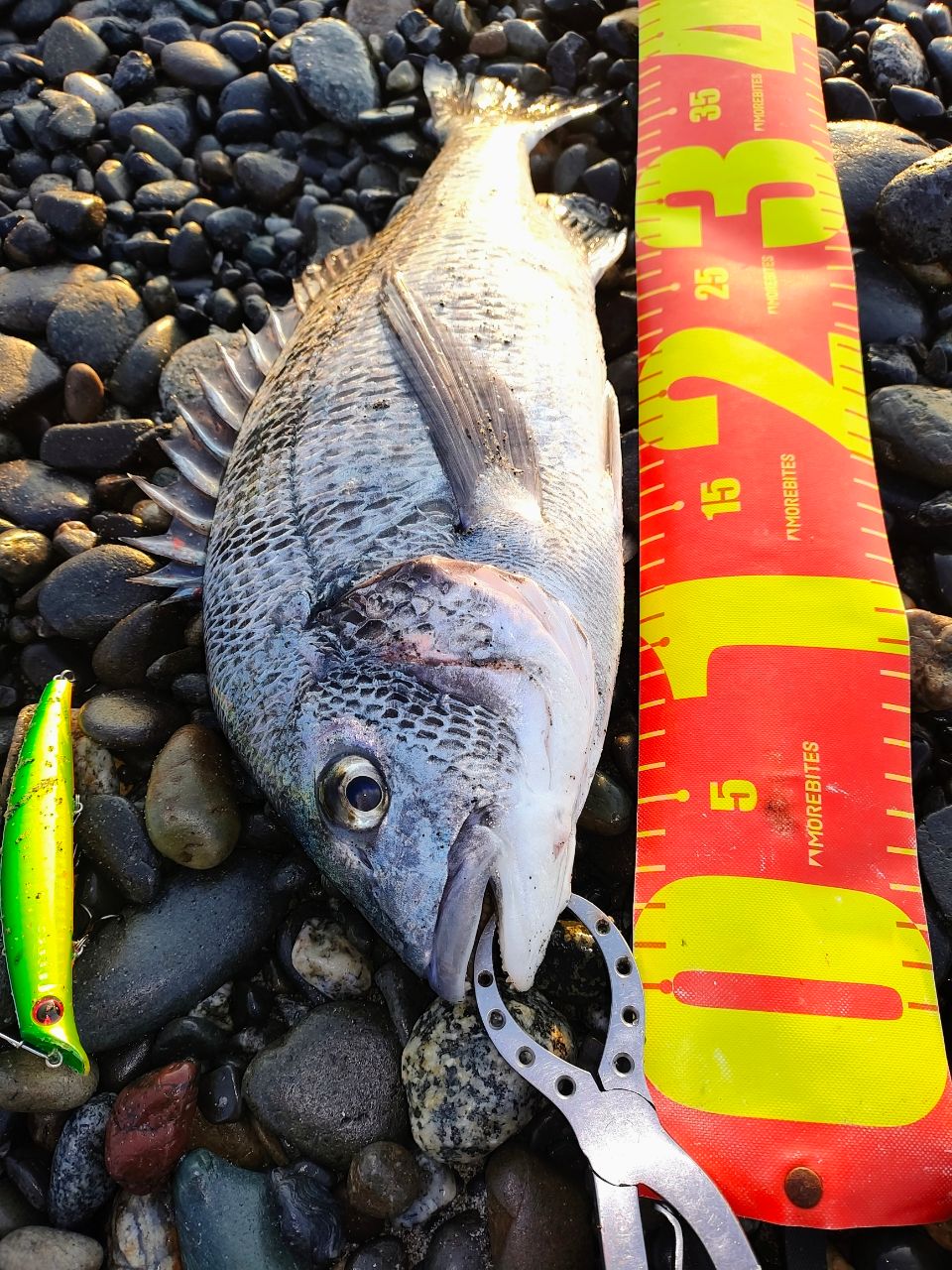 SHIMANO 23ディアルーナ S90MLの最安値・インプレ・釣果 | 本音の