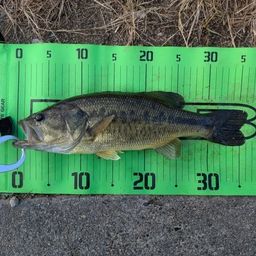 ラージマウスバス