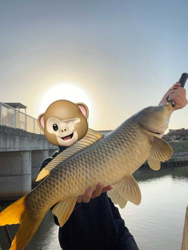 コイの釣果