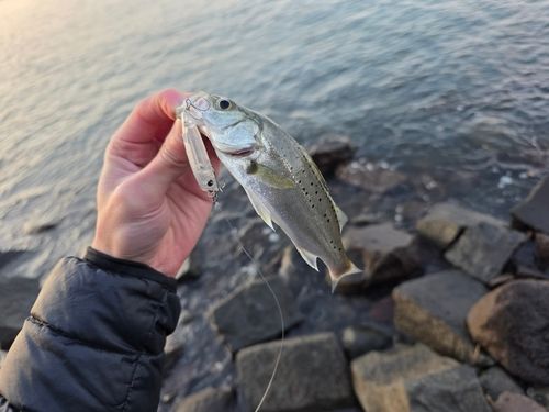 セイゴ（タイリクスズキ）の釣果