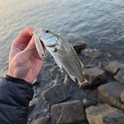 セイゴ（タイリクスズキ）