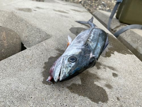 サゴシの釣果
