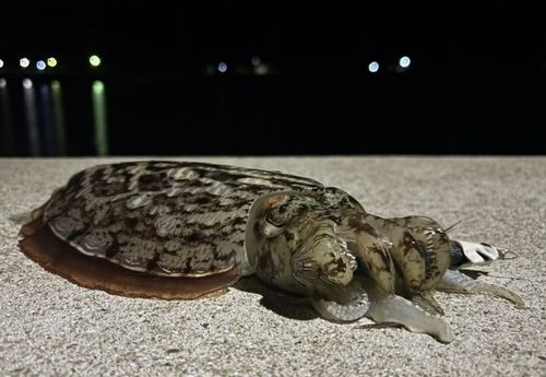 コウイカの釣果