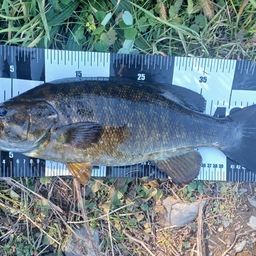 スモールマウスバス