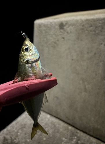 マアジの釣果