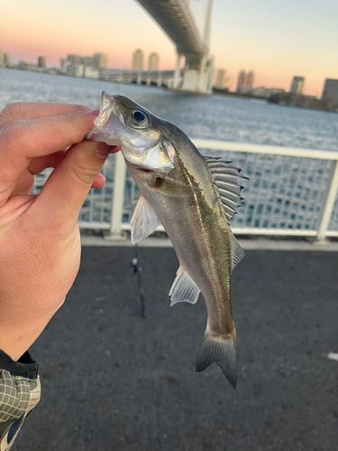 セイゴ（マルスズキ）の釣果