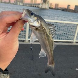 セイゴ（マルスズキ）