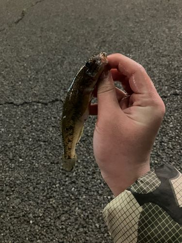 芝浦南ふ頭公園