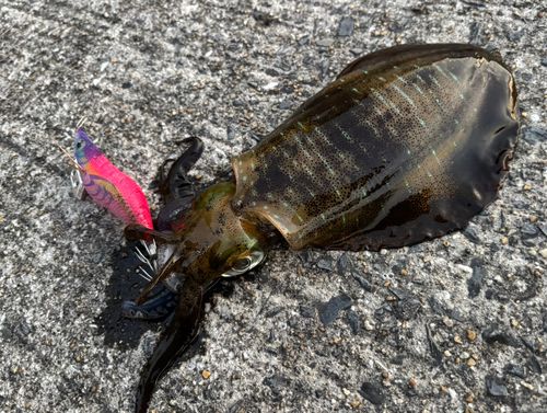 アオリイカの釣果