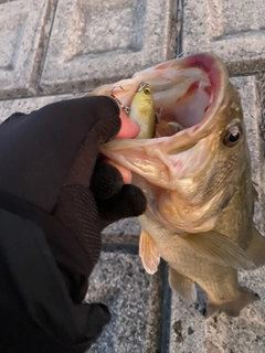 ラージマウスバスの釣果