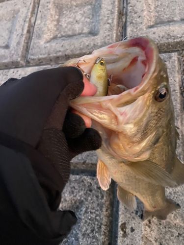ラージマウスバスの釣果