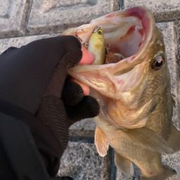 ラージマウスバス