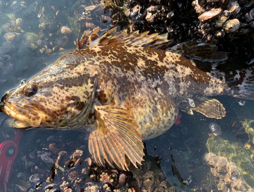 ベッコウゾイの釣果