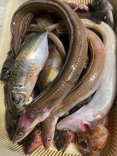 マアナゴの釣果