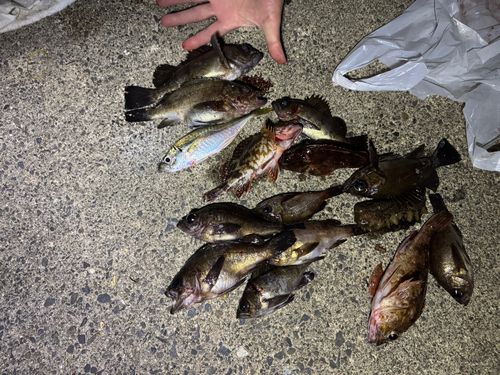 メバルの釣果