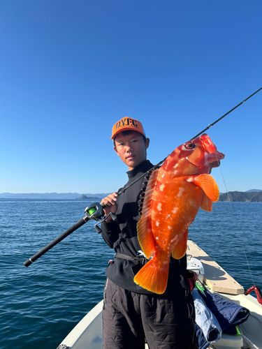 アカハタの釣果