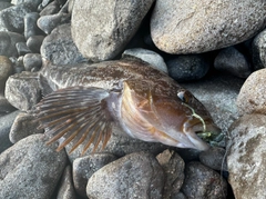 アイナメの釣果