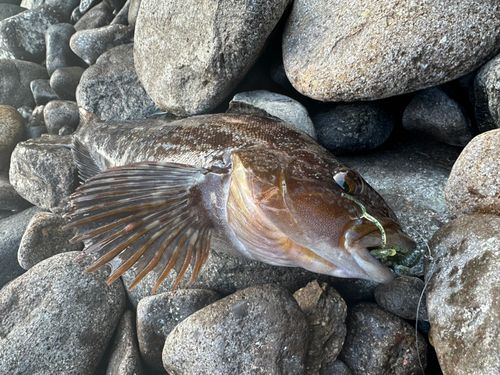 アイナメの釣果