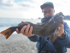 アイナメの釣果