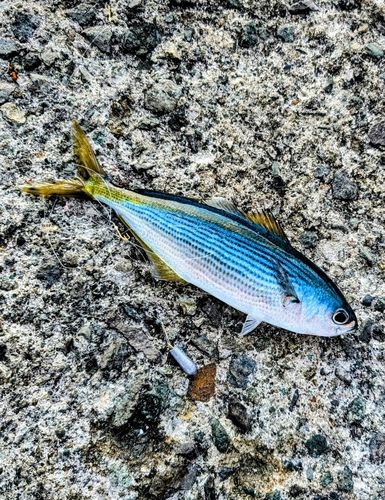 熱海港海釣り施設