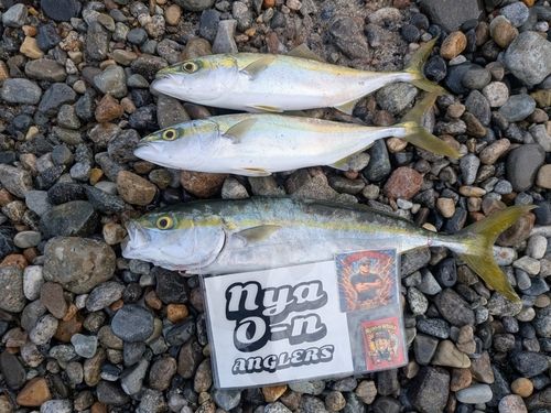 コゾクラの釣果