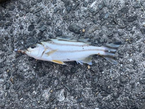 コトヒキの釣果