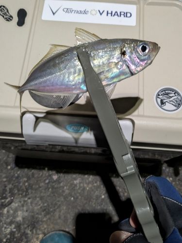 マアジの釣果