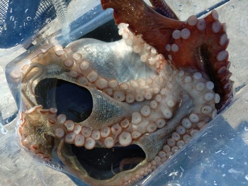 タコの釣果