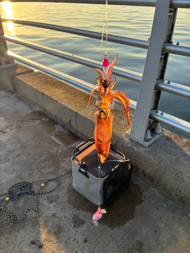 ヒイカの釣果