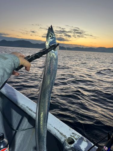 タチウオの釣果