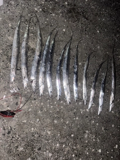 タチウオの釣果