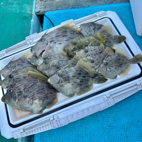 カワハギの釣果