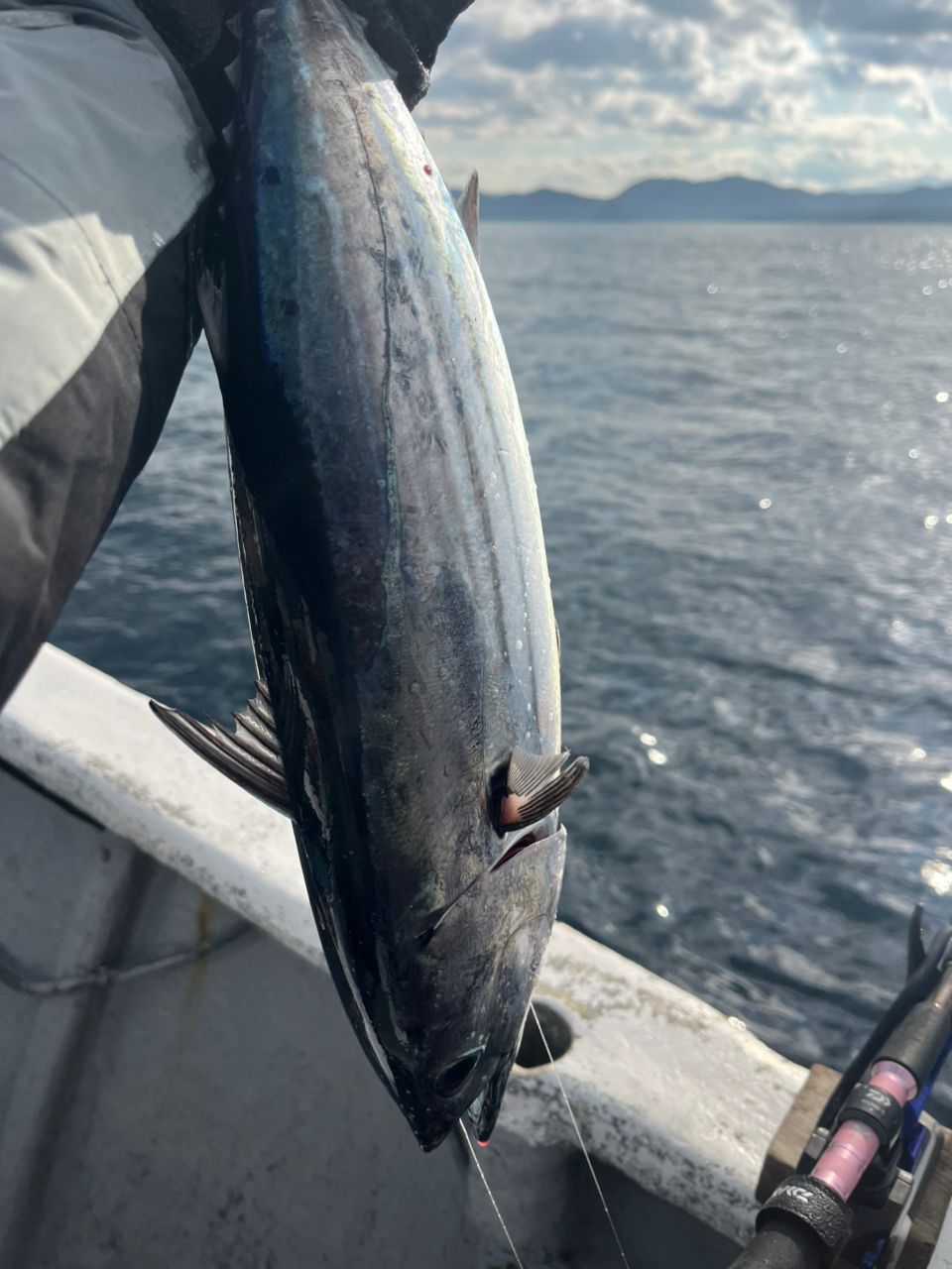 湘南の素人釣師さんの釣果 1枚目の画像