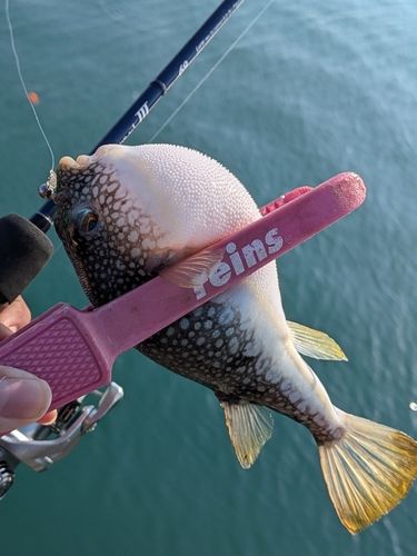ショウサイフグの釣果