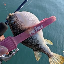 ショウサイフグ