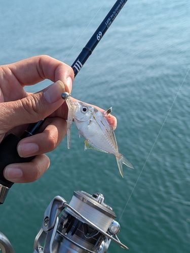 ヒイラギの釣果