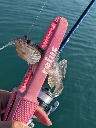 マハゼの釣果