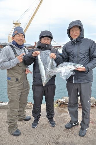 サゴシの釣果