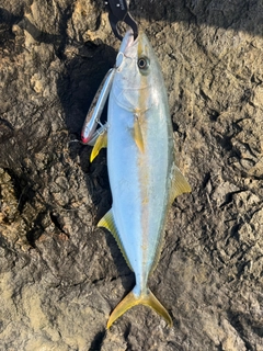 ヒラマサの釣果