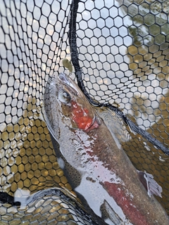 ニジマスの釣果