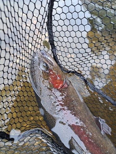 フィッシングパーク高島の泉